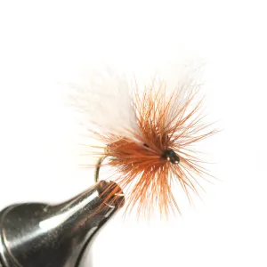 H&L Variant